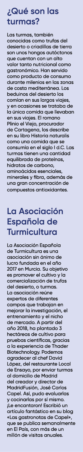 ¿Qu son las turmas? Las turmas, tambi n conocidas como trufas del desierto o criadillas de tierra son unos hongos au...