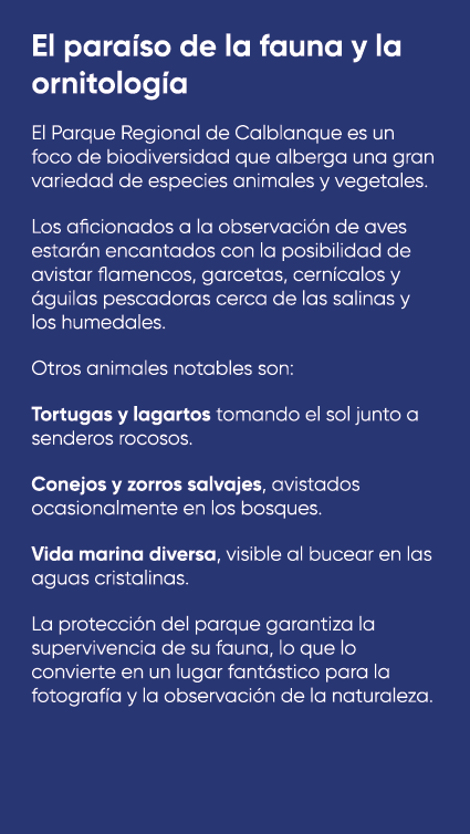 El para so de la fauna y la ornitolog a El Parque Regional de Calblanque es un foco de biodiversidad que alberga una ...