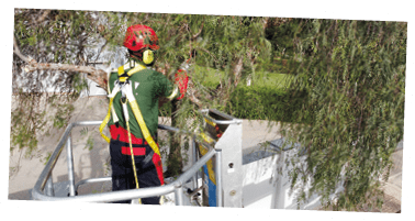A man wearing a green shirt and red pants is working on a tree. Description generated by AI