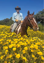 A man riding a horse in a field of yellow flowers. Description generated by AI