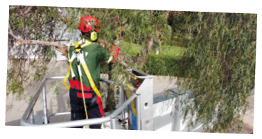 A man wearing a green shirt and red pants is working on a tree. Description generated by AI