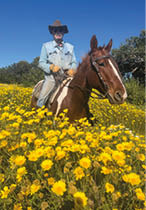 A man riding a horse in a field of yellow flowers. Description generated by AI