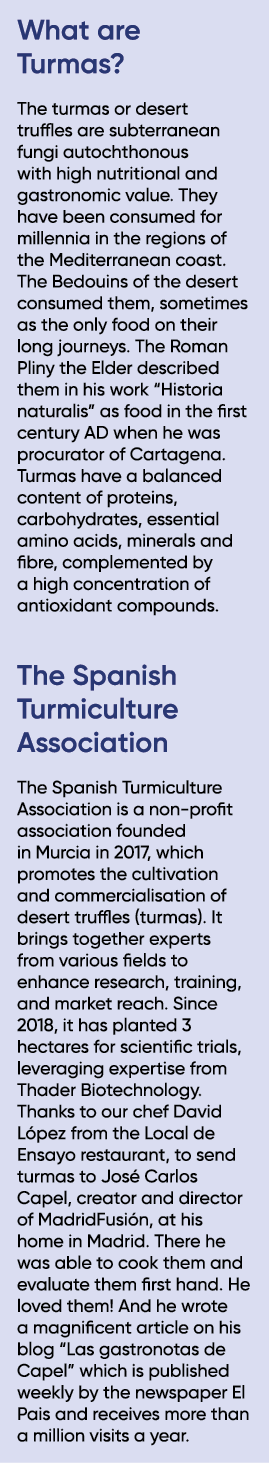 What are Turmas? The turmas or desert truffles are subterranean fungi autochthonous with high nutritional and gastron...