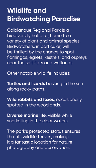 Wildlife and Birdwatching Paradise Calblanque Regional Park is a biodiversity hotspot, home to a variety of plant and...